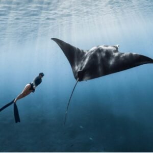 Snorkeling Only Manta Point