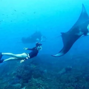 Snorkeling Only Manta Bay